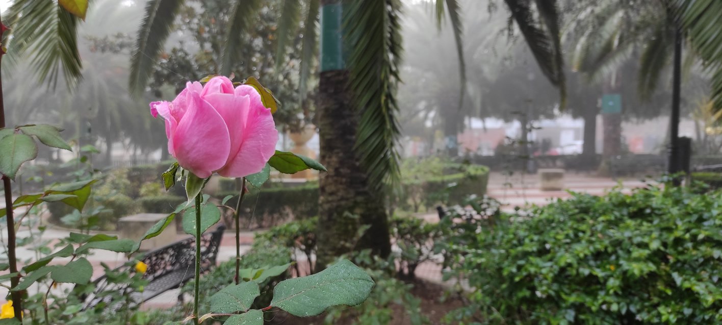 rosas